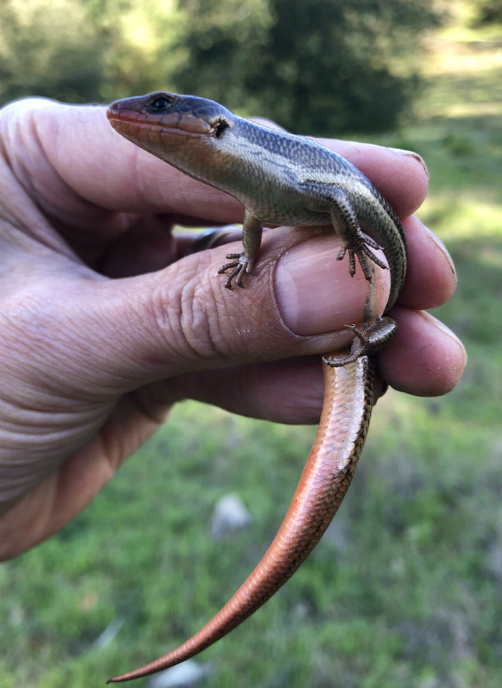 Western Skink